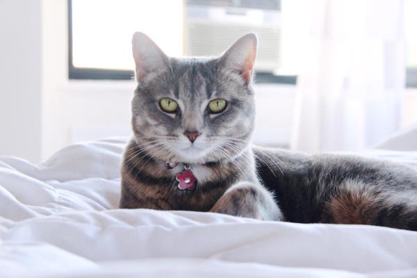/Images/uploads/Humane Rescue Alliance/HRACalendarPhotoContest/entries/8623thumb.jpg